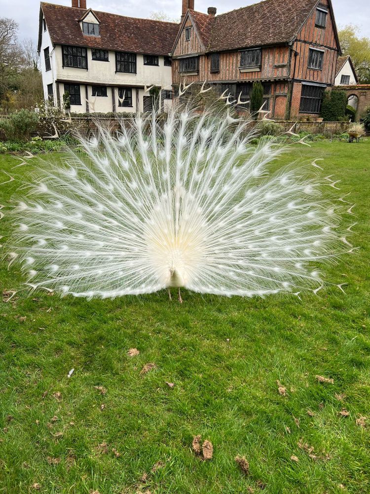 White peacock displaying.