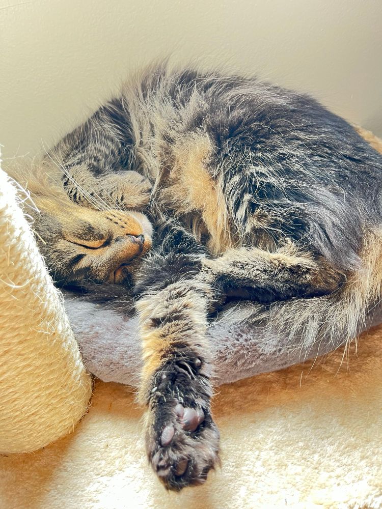 A fluffy black and tan tabby lays in a curled up ball dozing in the afternoon sunshine. A single paw is extended toward the camera. 