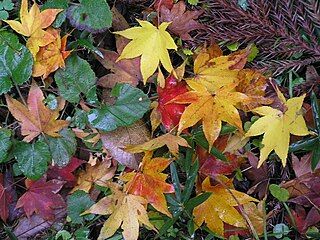 multi colored autumn leaves photo