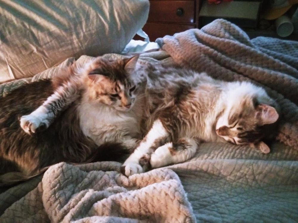 Harmony Faith pegged down by brother Iggy