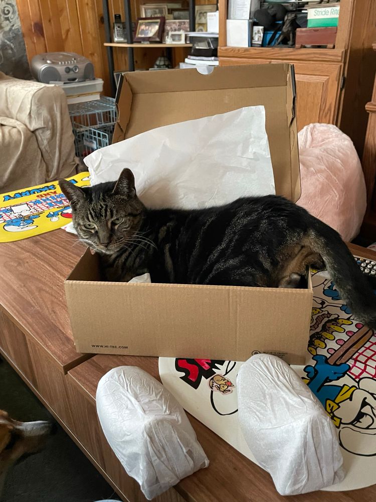A photo of a cat sitting in a shoe box she’s slightly to big for and her butt and tail are just over the rim of the box.