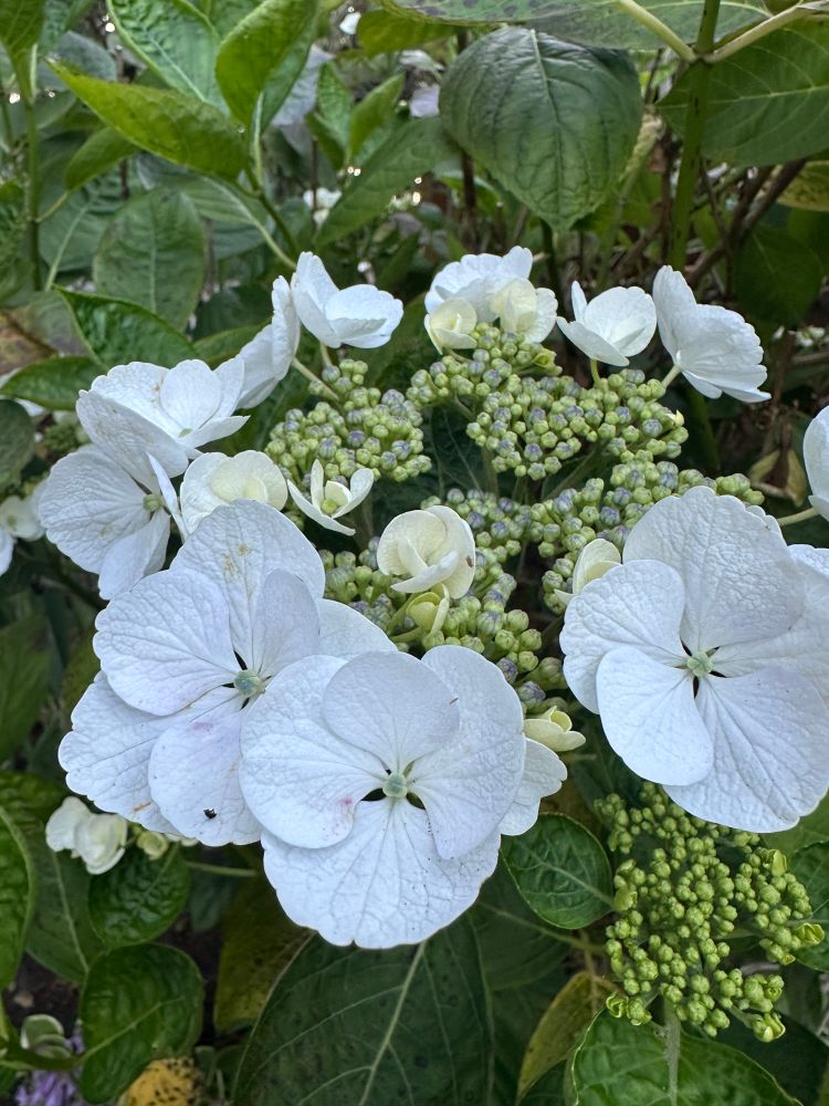 The great experiment is lost but flower are still blossoming for now.
