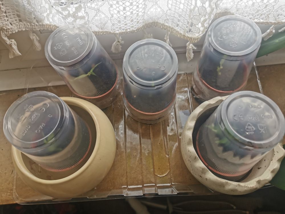 Fünf Cannabis Stecklinge für das Jahr 2026 unter Getränkebechern