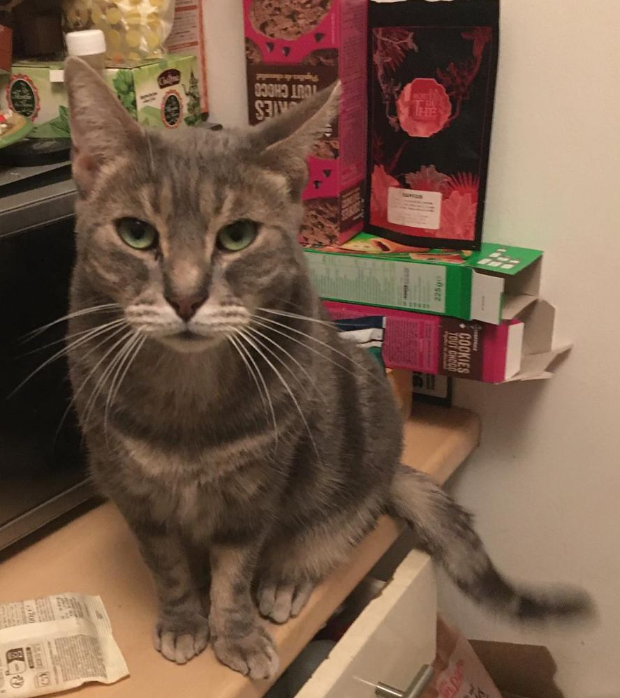 Un chat gris, standard, super relou, qui accroche mon regard pour qu'enfin je nourrice sa seigneurie. 