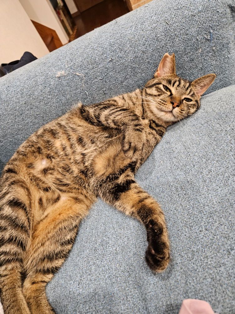 ソファでお腹を見せてくつろぐ猫。キジトラのまにゃ。
