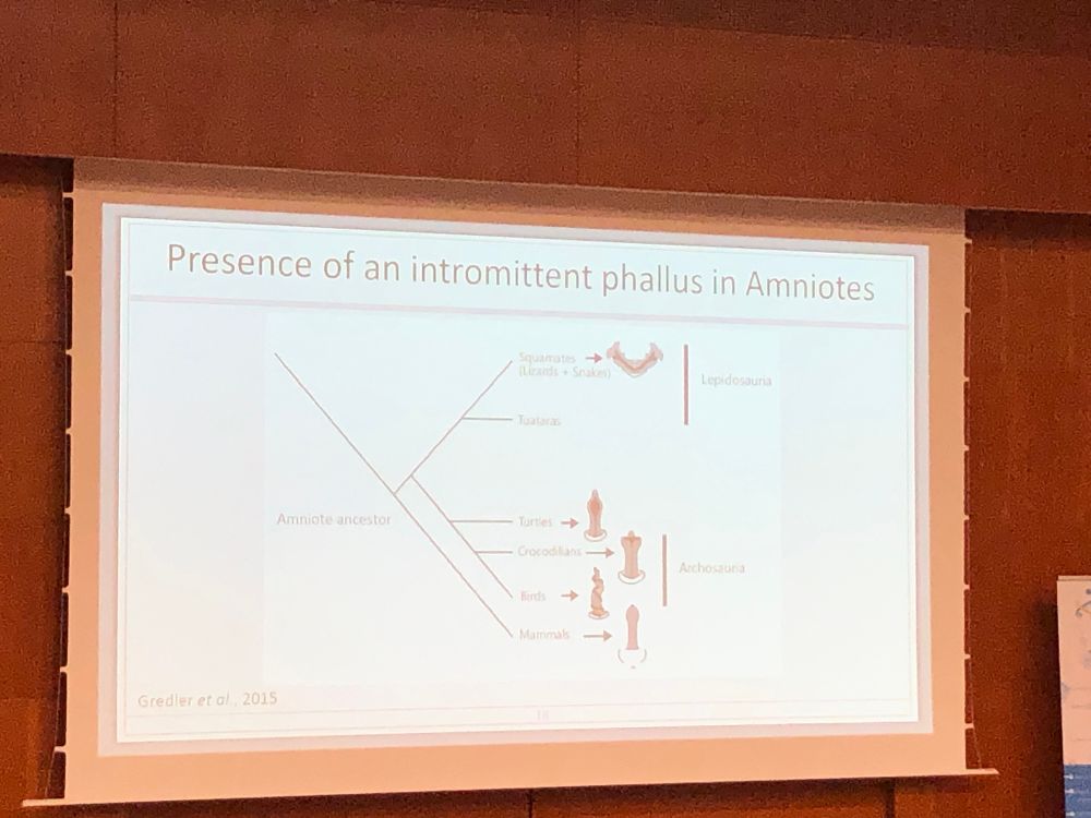 Slide presenting bird penis evolution among distinct species
