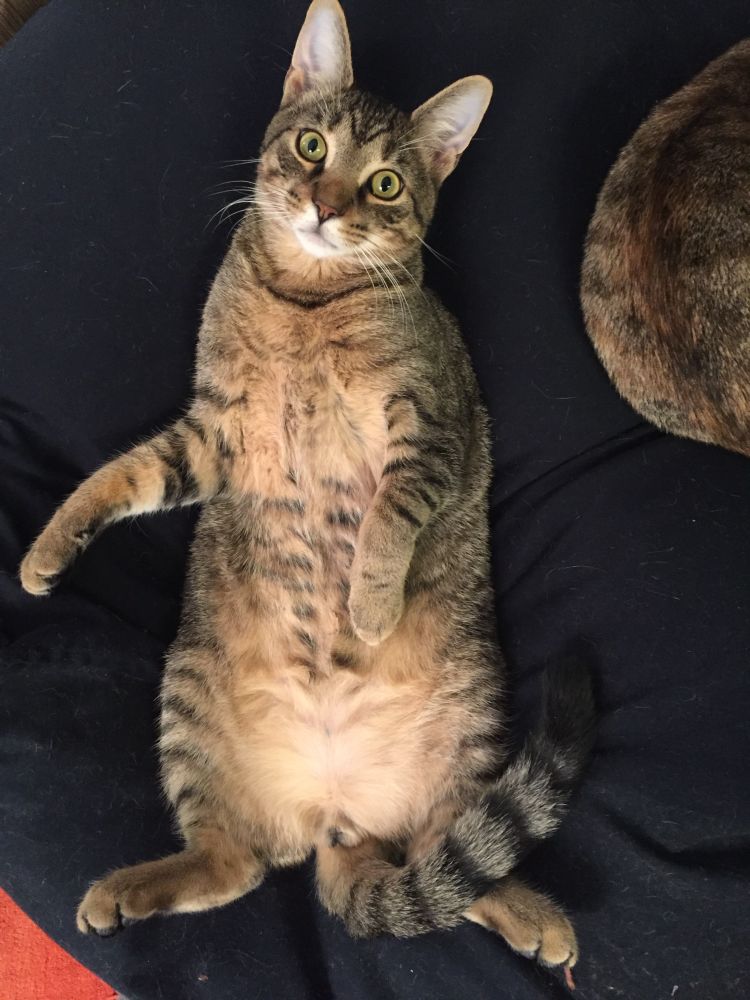 A young adult tabby cat – you can see he’s almost grown into his ears, but not quite – lying on his back on a black beanbag chair with all four paws splayed. He looks into the camera with an expression that would be impish if he’d ever had a thought in his life.