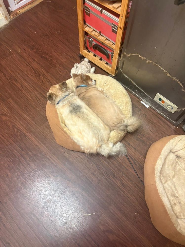 Two pomchi’s in same bed in kitchen.