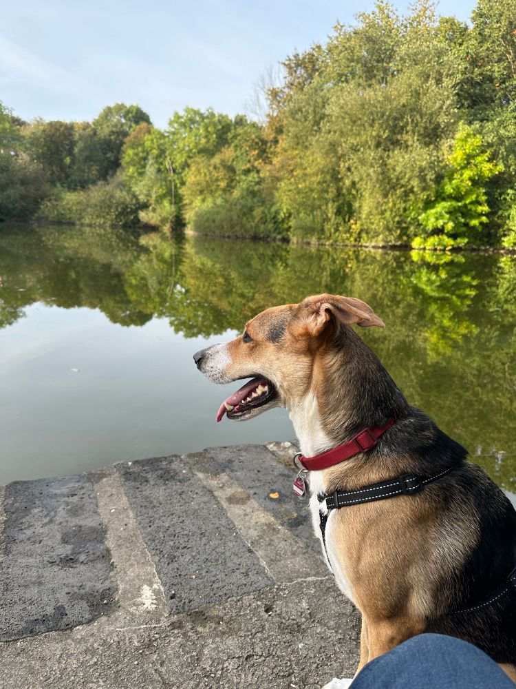 Hund sitzt vor einem Teich, seitliche Aufnahme
