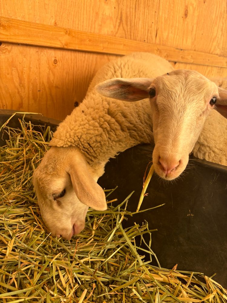 Two East Friesian dairy ewes are eating their morning breakfast of oat hay. One is stuffing her face while the other looks at the camera with a soft, gentle expression