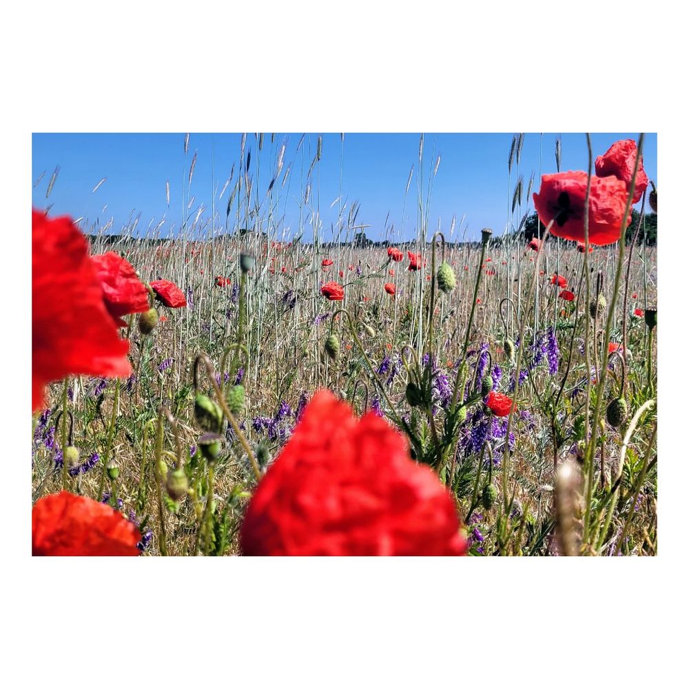 the summer before last… © Julia Schiller