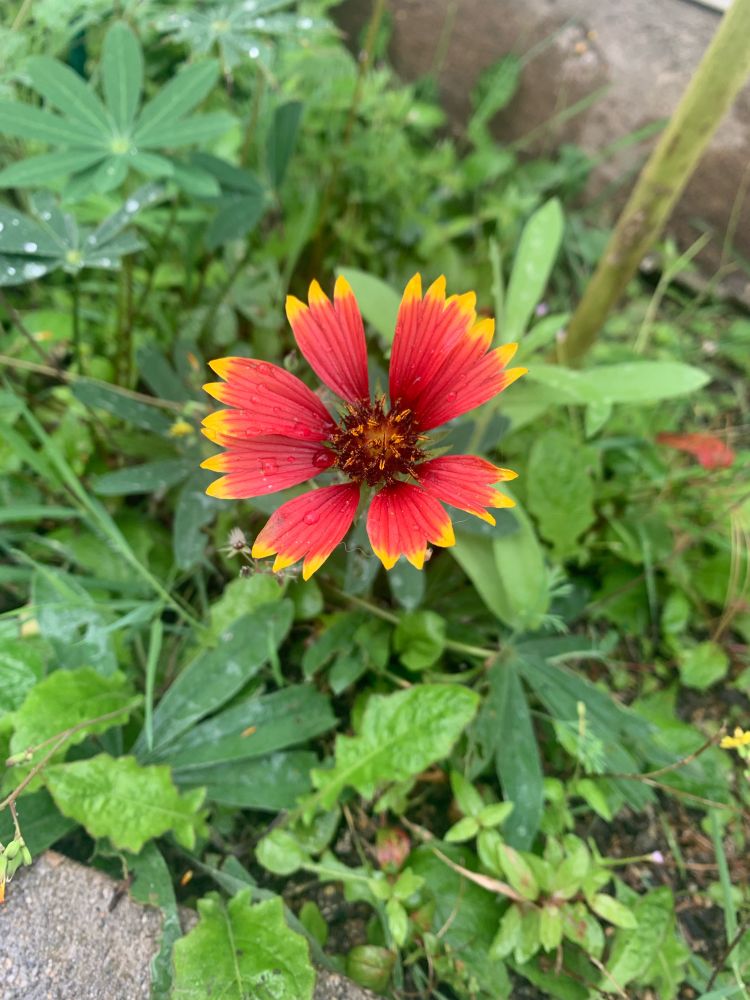 A single red flower with yellow tips in a small garden