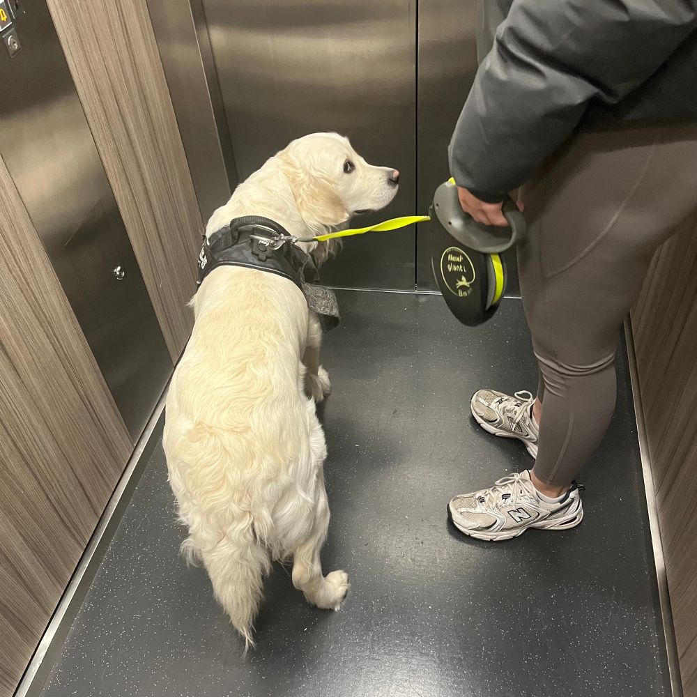 A white dog in the elevator with me
