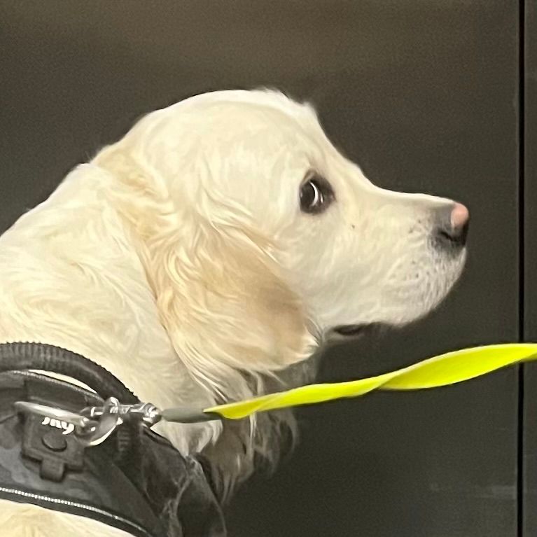 A white dog in the elevator, giving me side eye