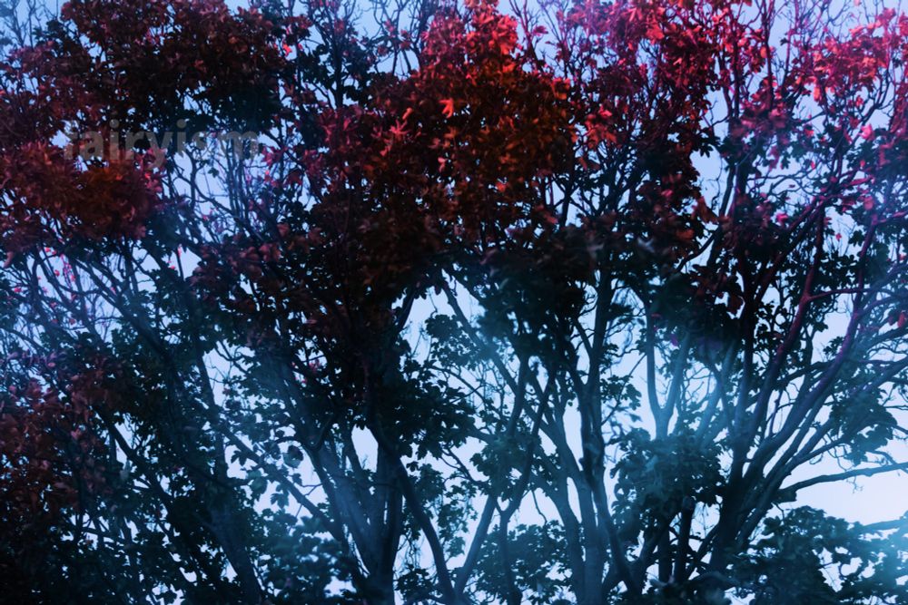 Double exposed photograph of a tree, with several red leaves at its top. There is a soft blurry sheen all over the photo, which comes from the exposure. The overall toning is teal and blue.