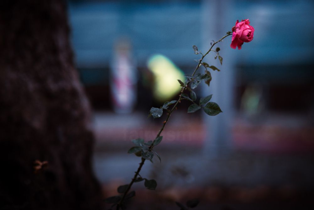 Photograph of one bright pink blossoming rose, captured against an urban scene. In the background are the blurry silhouettes of houses and a construction site, and on the left side is the trunk of a tree. 