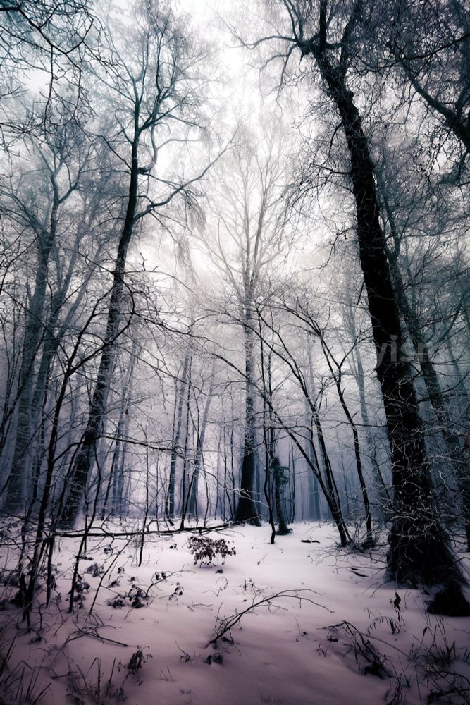 Vertical photograph of a scene in a winter forest, with several bare trees, covered in a little snow, captured against the misty sky. The forest floor in the foreground is covered in snow as well. 