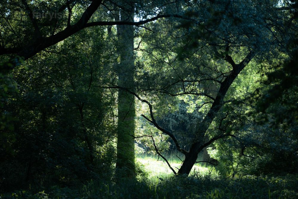 Photograph of a peaceful scene in the forest, with two trees in the center of the photo, one of them being slightly blurry from the sunlight in the background, and a bright green meadow behind the trees. Left and right are more trees covered in green leaves looming into the photo. 