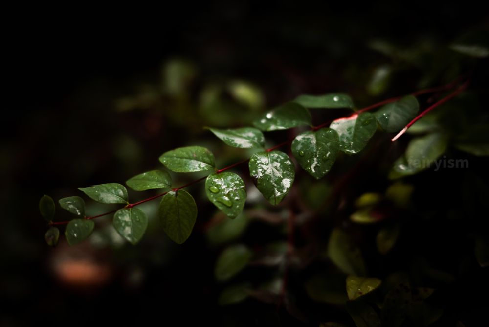 Photograph of one strand of leaves, from a bush whose name I can't find out unfortunately. The leaves are quite small, and some of them are covered with raindrops.
