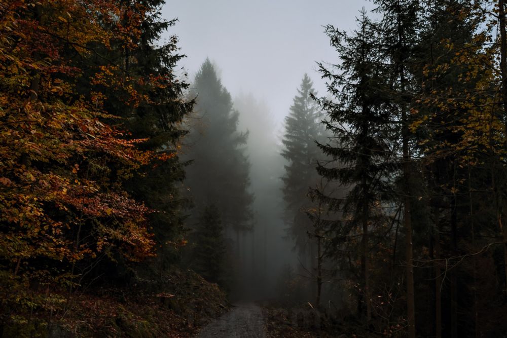 Photograph of a forest path that leads further into the foggy forest, with yellow, orange and some evergreen trees lining each side of it. 
