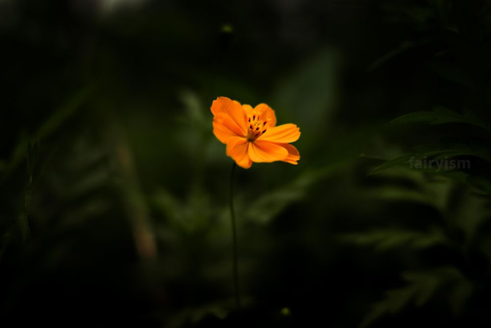 Photograph of what must be yellow cosmos, against a green, natural background. Only the flower is in focus, while the background is blurry. 