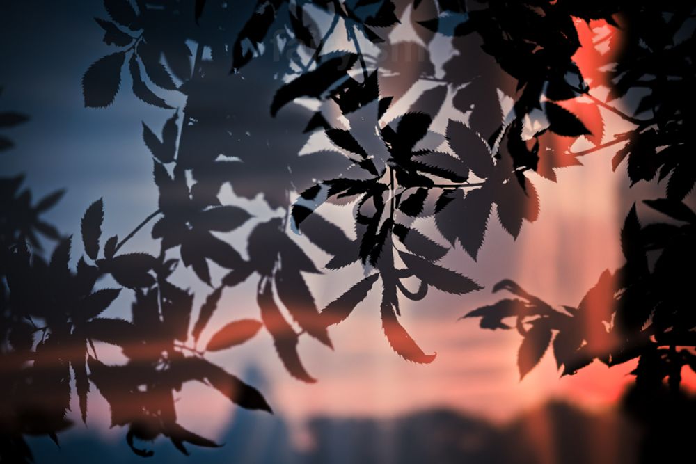 Double exposed photograph of small branches covered in leaves, against the orange / red sunset sky. there is a soft blurry sheen all over the photo, which creates spots with lower contrast, and blurs of light. 