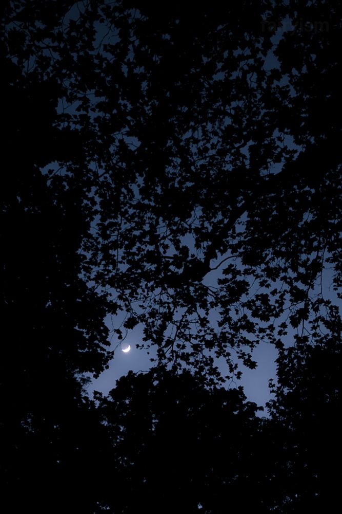 Vertical photograph of the crescent moon, captured through the black silhouettes of trees. Most of the photo is black and has no light in it, and only the background sky and moon, peeking through the gaps of the leaves, are illuminated. 