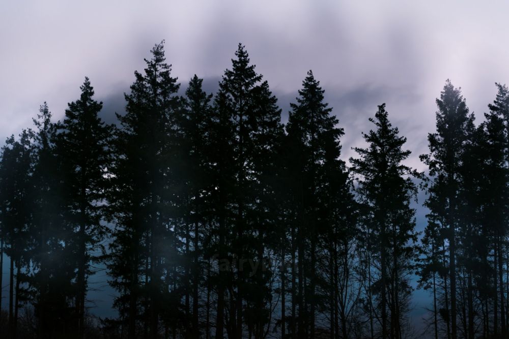 Photograph of the silhouettes of several conifers in a row, with the cloudy sky behind them. In the bottom of the photo is some blue / teal, while there is less colour and saturation going upwards. 