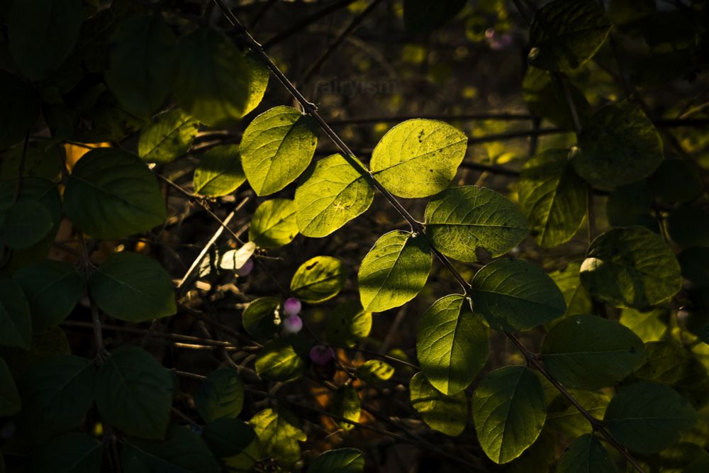 Photograph of what must be one little strand of snowberry, covered in bright green leaves, captured against the setting sun. The light really illuminates the leaves, and emphasises the structures. The corners and frames are fairly dark. 