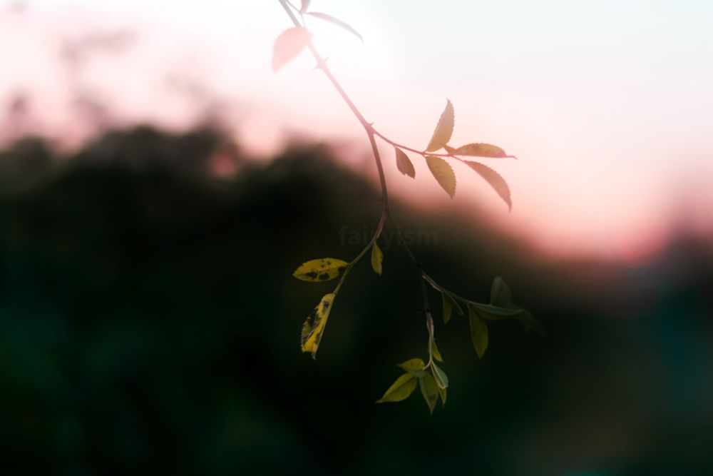 Double exposed photograph of a small branch, of a plant I unfortunately can't figure out, captured against the orange / red sunset sky. The branch has little yellow / green leaves with darker spots on them, and there is a soft blurry sheen all over the photo. 