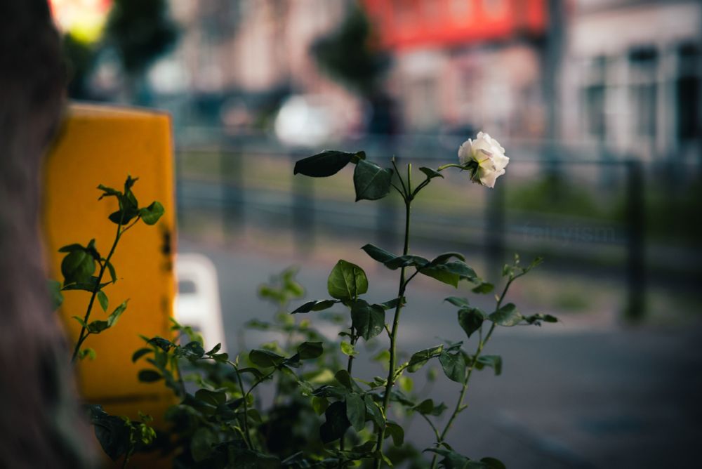 Photograph of one white rose in focus, captured in a city, with several blurry buildings in the background, and a yellow, big blurry box on the left side of the photo. There are several small strands of green rose leaves around the rose, but there's only one blossoming flower. 