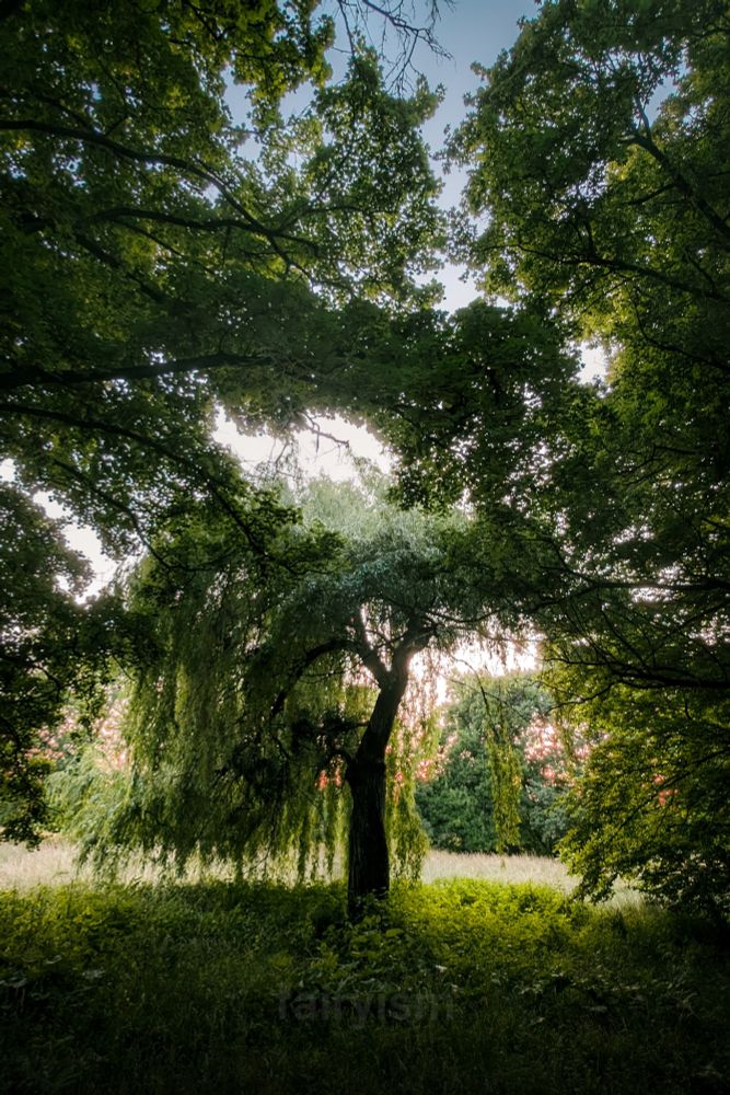 Vertical photograph of a weeping willow in the center of the photo, framed by several different trees from the edges, and a green meadow in the foreground. The photo was taken against the sunset sky. 