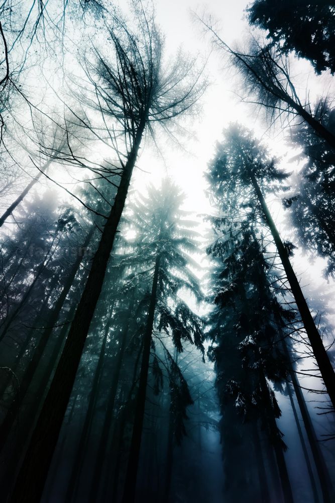 Vertical photograph of several trees, they must be conifers, captured against the gloomy and foggy forest sky. The photo was taken during winter, and the trees have some snow on the, it has a soft teal and blue toning to it. 