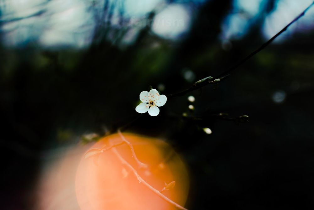 Photograph of one little white blossoming flower on a small branch. At the bottom of the photo is a big orange bokeh light, making a nice contrast with the little blue from the sky in the background. 