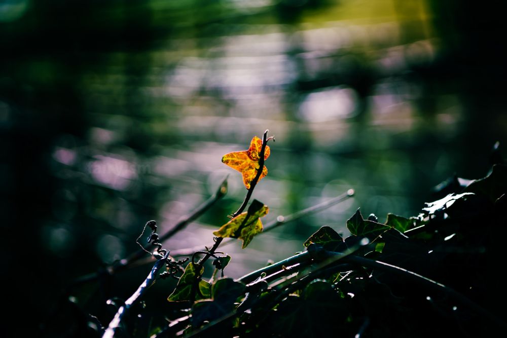 Capture of three ivy leaves on a small branch captured against the natural light. The focus of the photo is at the top orange / yellow leaf. The background is green and blurry.
