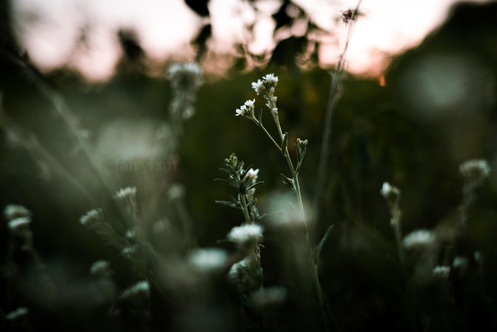 Photograph of what must be little blossoming buds of white alpine catsfoot in a green field, captured against the setting sun. 