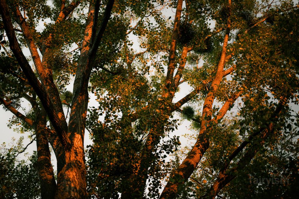 Photograph of what must be the part of a sycamore tree with green leaves, captured against the sky. The photo was taken during sunset time, so the branches are illuminated by the sunlight, and have a very warm and orange toning to them. 