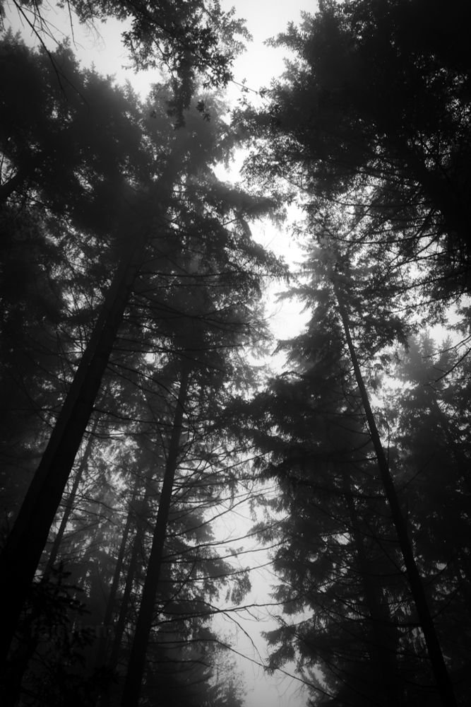 Vertical photograph of a scene in the forest with several canopy trees captured against the grey, foggy sky. The photo is very dark and the only lighter spots are from the sky peeking through the gaps between the branches. 