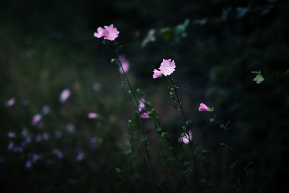 Photograph of pink blossoming musk-mellow, captured in a green field in the forest. Two blossoms are sharp and in focus, while the rest of them are slightly blurry. In the background are more little flowers, creating colorful dots. 