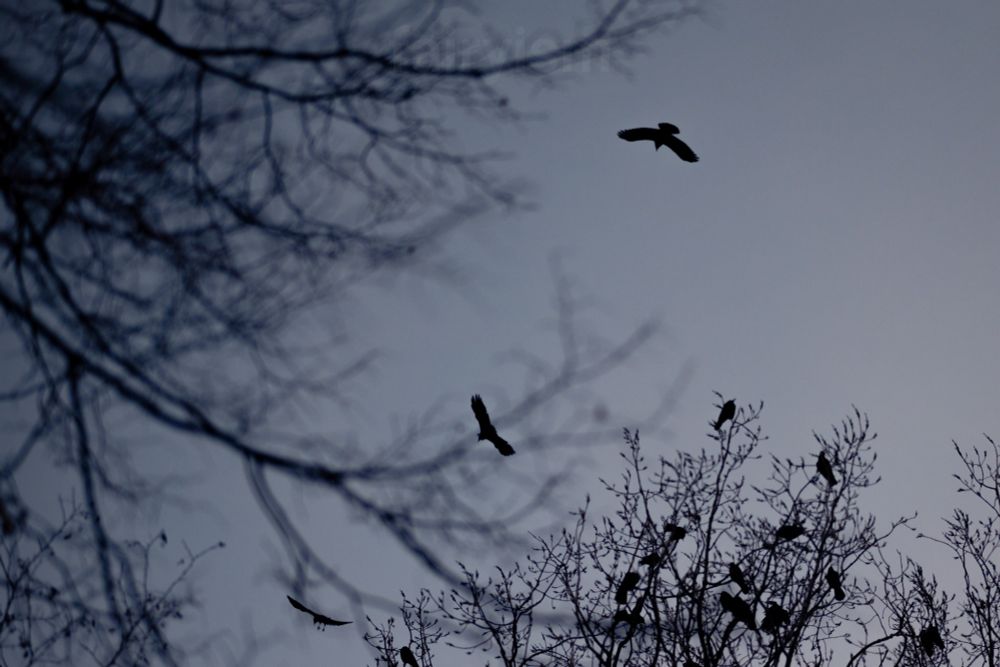 Photograph of two crows flying through the matte grey sky. In the bottom of the photo is the silhouette of a bare tree with more crows sitting in it, and from the left side is another tree looming into the photo. 