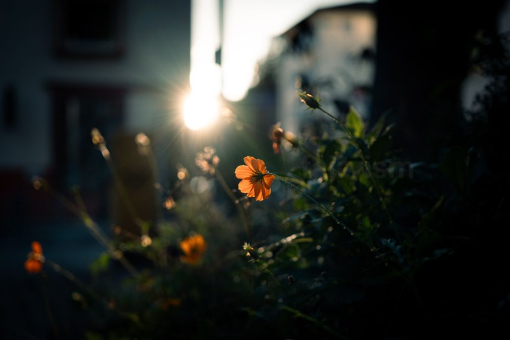 Photograph of what must be orange cosmos flowers, captured in a green field in the city during the golden hour. In the background are the silhouettes of houses, and the setting sun is creating little rays, which illuminate the orange petals of the flowers. 