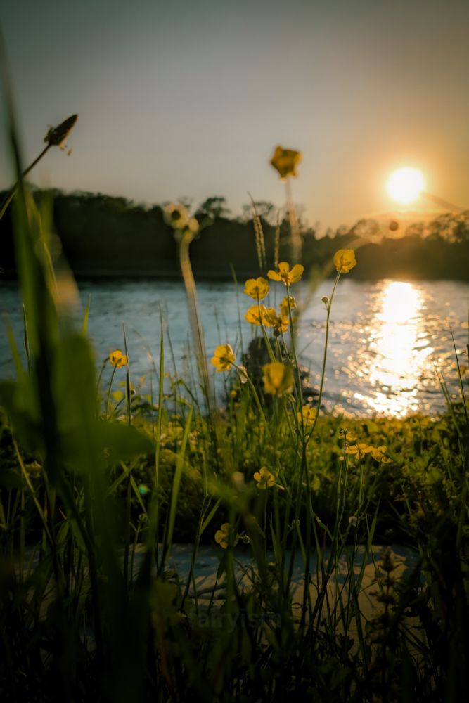 Vertical photograph of what must be several blossoming flowers of yellow buttercup in the foreground, captured against the setting sun behind a lake. At the horizon, behind the river, are the silhouettes of trees, and in the immediate foreground are some blades of grass. There are several layers in the photo, which makes it a bit harder to describe, I'm sorry.  