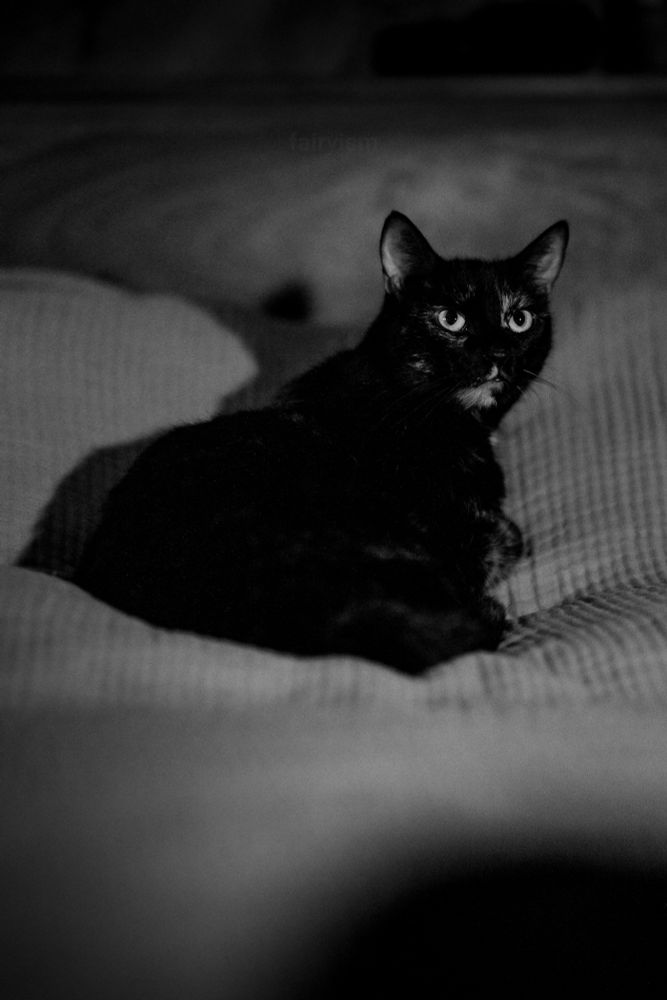 Black and white photograph of a little, mostly black cat, sitting on a bed with lighter sheets, which creates a nice contrast. The kitty has light eyes, and little lighter spots around her mouth / jaws, and on her paws. 

This does not add visual context, but she's the absolute best and a literal angel with the kindest heart. 