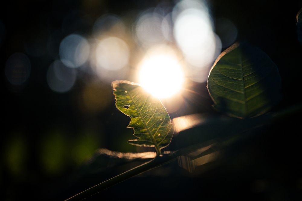 Photograph of two little green leaves on a small branch, with the setting sunlight in the background. The left leaf has some cracks in it, and in the background is the sun creating little rays.