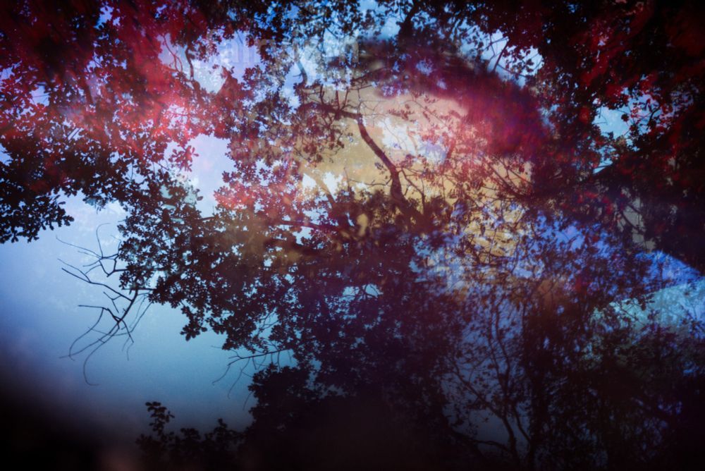 Abstract photograph towards the sky, with several trees and the sky-blue in the background. The photo was taken through a prism, which makes it appear like the trees are all overlapping with each other. The prism is coloured, which gives the photo deep reds, oranges, some yellow and a hint of purple.