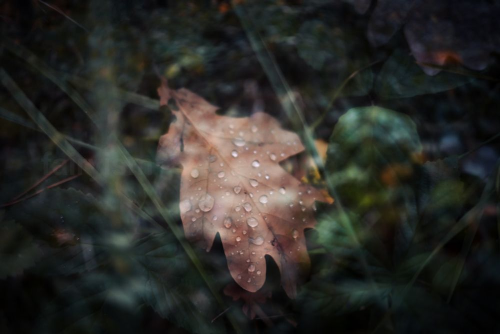 Double exposed photograph of an oak tree leaf, laying in the green grass, with several raindrops on its surface. There is a soft blurry sheen all over the photo caused by the double exposure. 