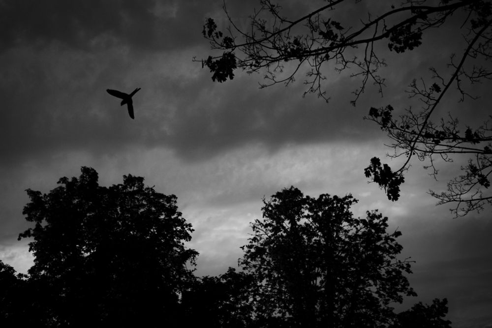 Black and white photograph of the black silhouettes of trees at the horizon, with branches of another tree looming into the photo from the upper right corner. The photo was taken against the cloudy sky, and there is a little bird flying downwards. 