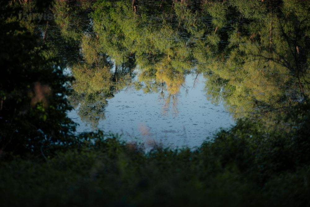 Photograph of a small lake, with the reflection of a row of trees, covered in green leaves, and the sky, at the top of the photo. At the bottom, aka in the foreground, is a piece of meadow and blurry blades of grass. 