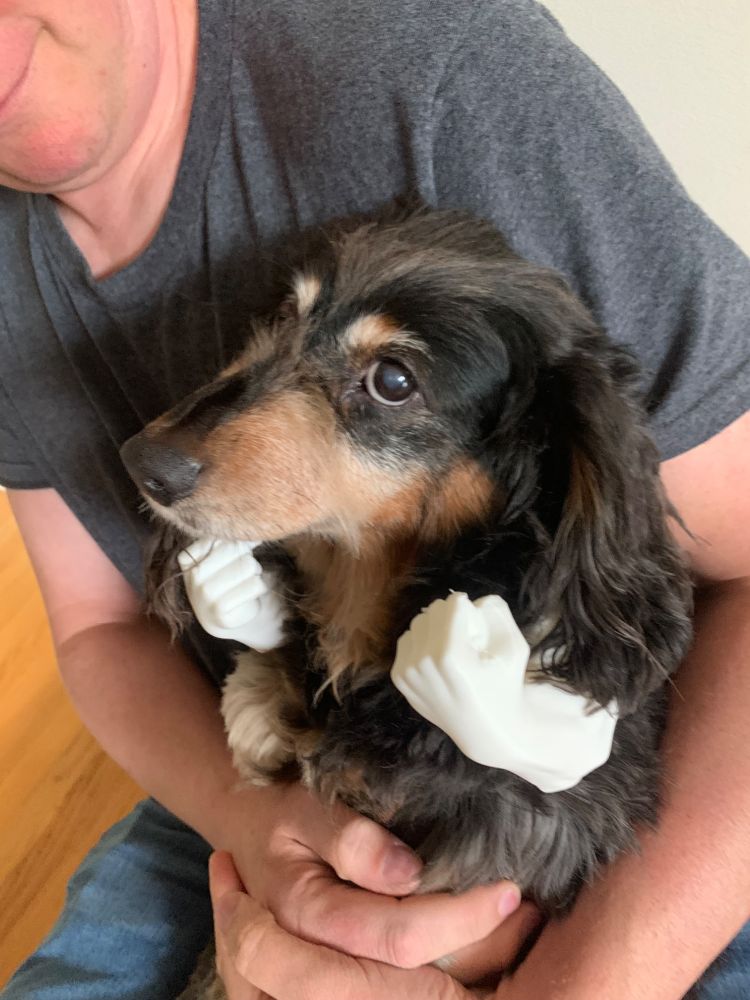 Small dachshund or mixed breed dog with black and brown fur being held in someone's arms while chewing on a white bone toy. The dog has long floppy ears and is looking sideways against a person wearing a gray shirt.