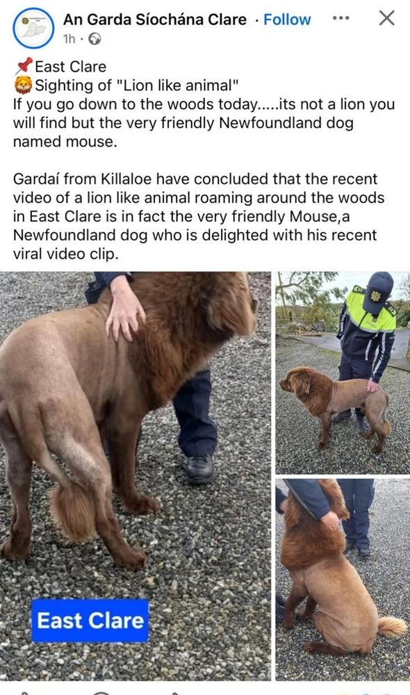 Facebook post from An Gardai Siochana Clare detailing that recent sightings of a Lion in Clare was in fact a Newfoundland dog called Mouse who's fur has been shaved such that he appears to have a mane